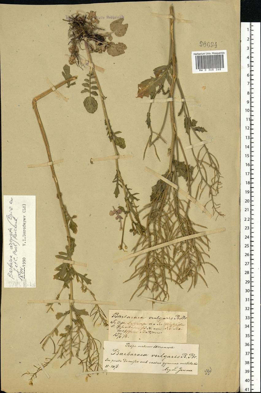 Barbarea vulgaris (L.) W.T.Aiton, Eastern Europe, Central forest-and-steppe region (E6) (Russia)
