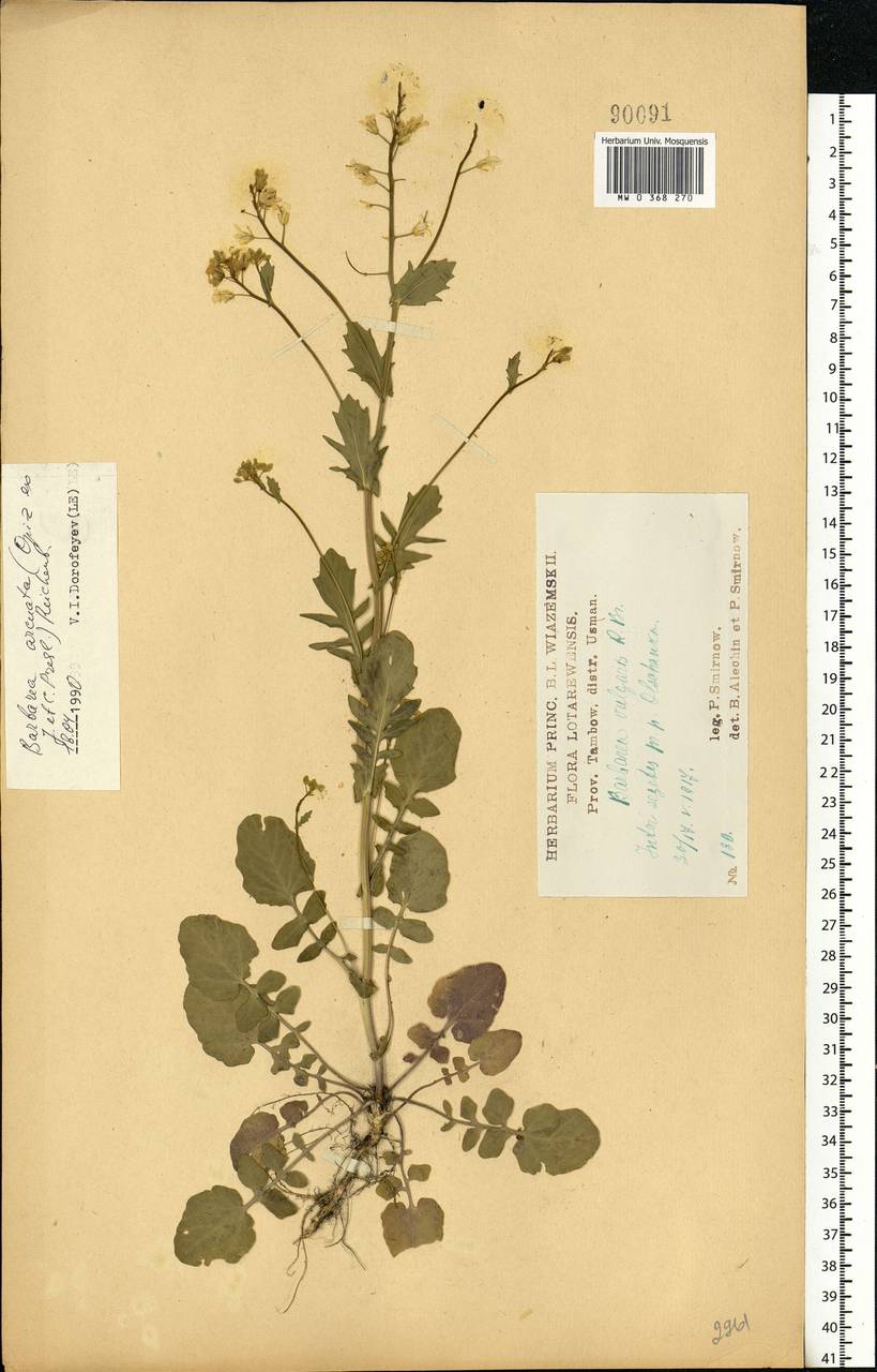 Barbarea vulgaris (L.) W.T. Aiton, Eastern Europe, Central forest-and-steppe region (E6) (Russia)