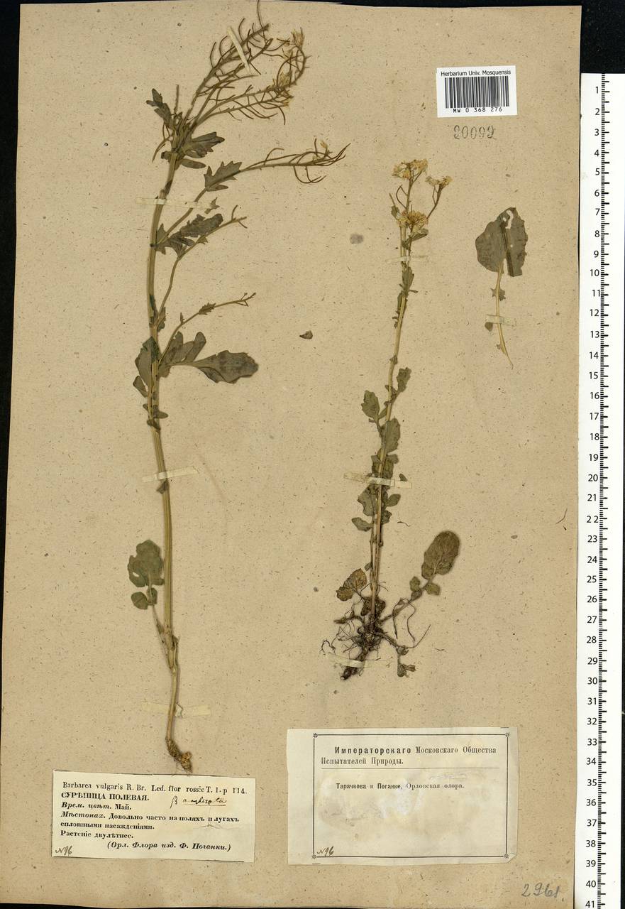 Barbarea vulgaris W.T.Aiton, Eastern Europe, Central forest-and-steppe region (E6) (Russia)