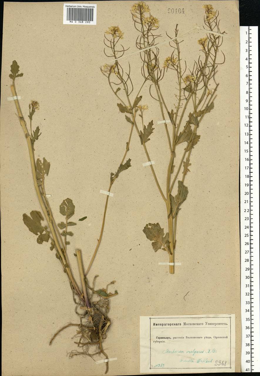 Barbarea vulgaris W.T.Aiton, Eastern Europe, Central forest-and-steppe region (E6) (Russia)