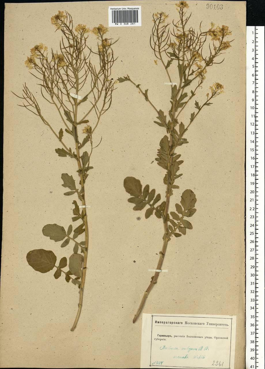 Barbarea vulgaris W.T.Aiton, Eastern Europe, Central forest-and-steppe region (E6) (Russia)
