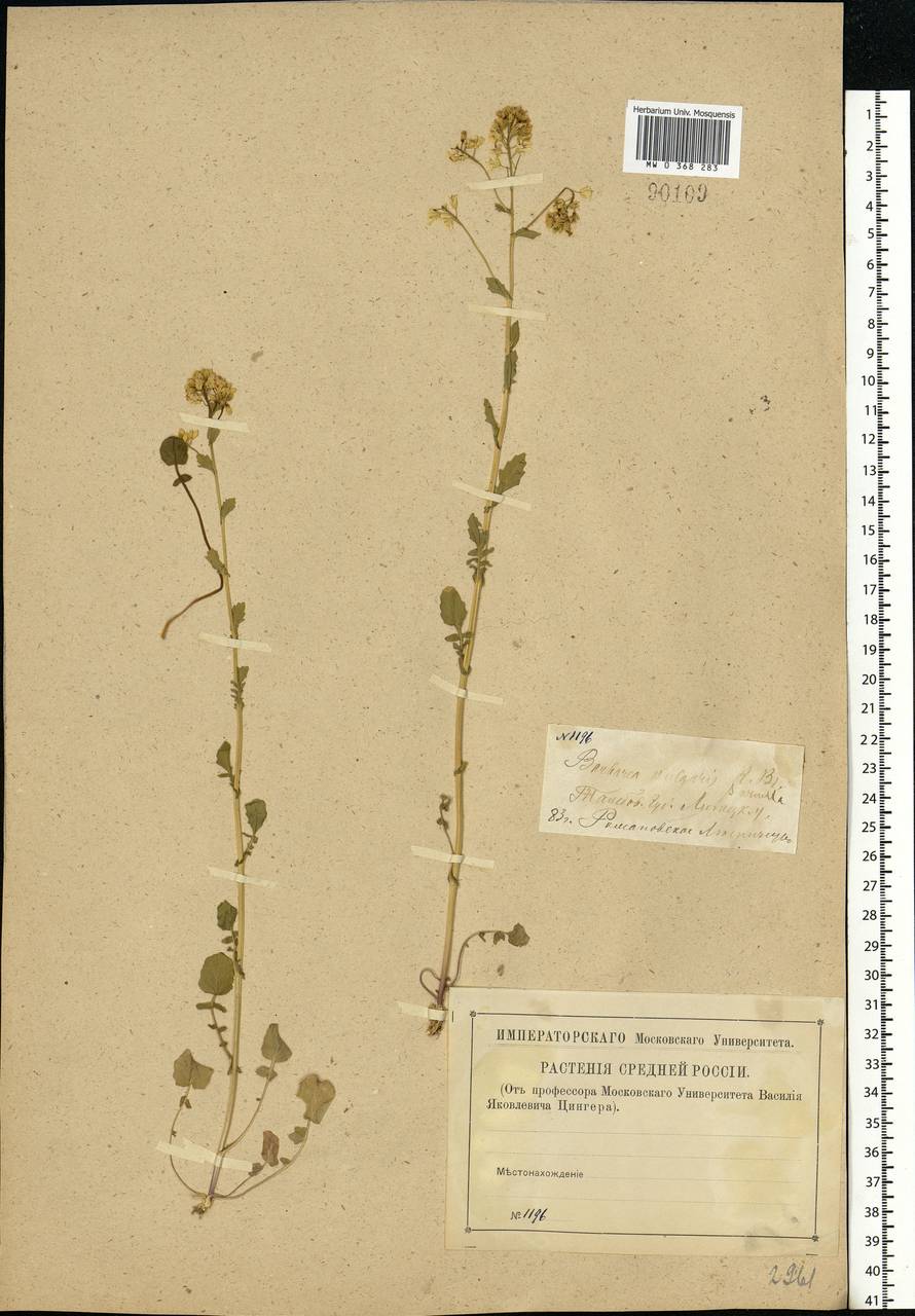 Barbarea vulgaris W.T.Aiton, Eastern Europe, Central forest-and-steppe region (E6) (Russia)