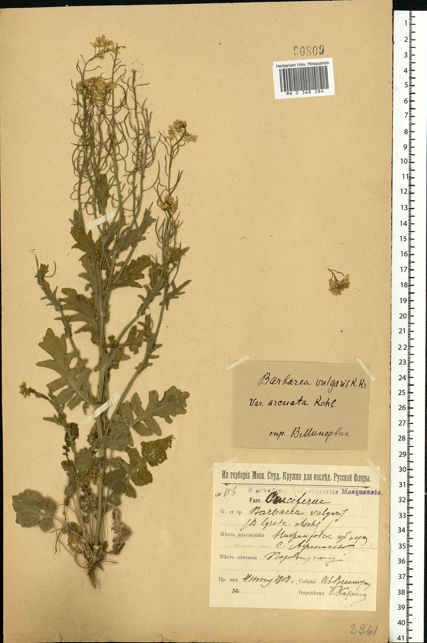 Barbarea vulgaris (L.) W.T. Aiton, Eastern Europe, Volga-Kama region (E7) (Russia)