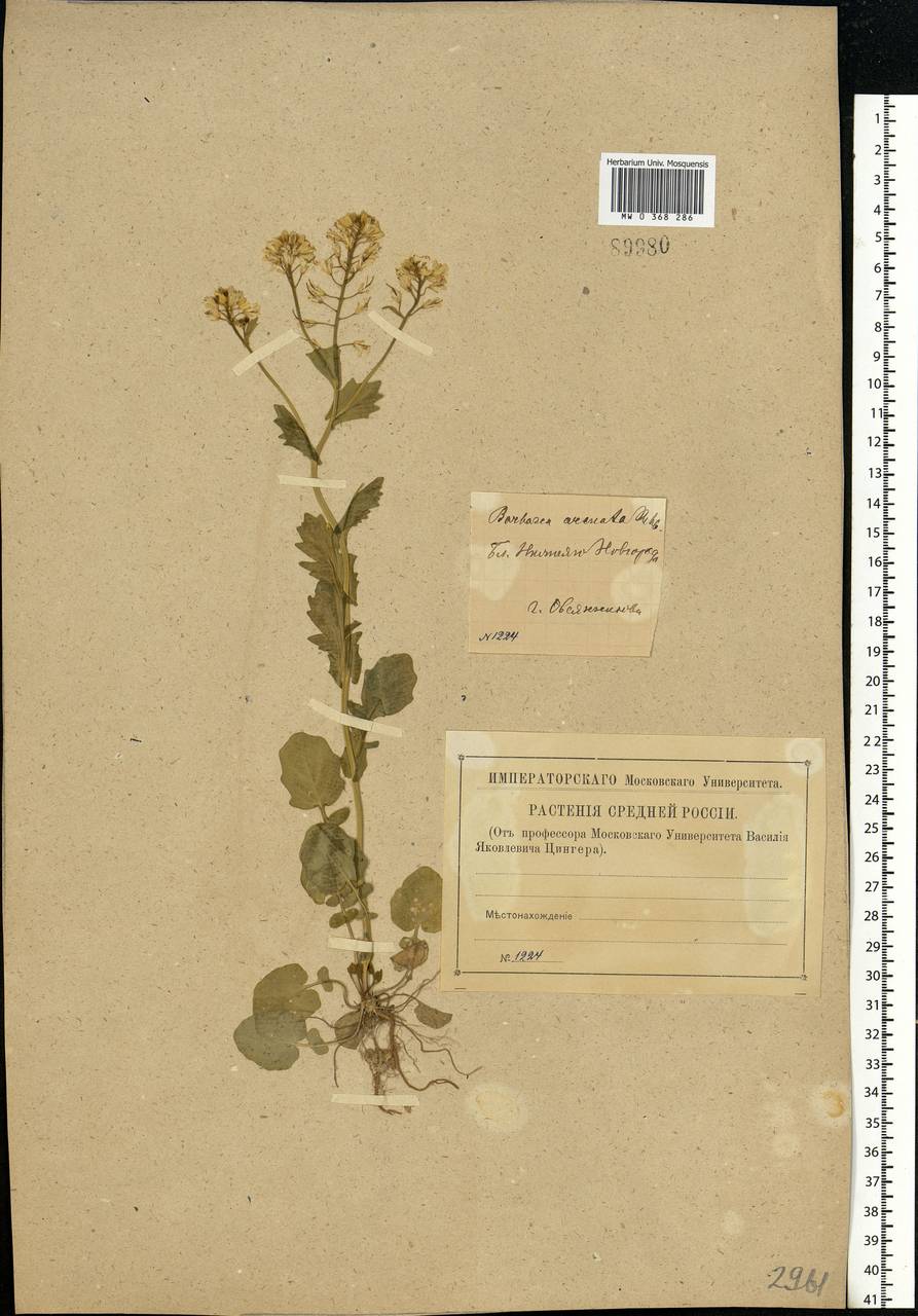 Barbarea vulgaris W. T. Aiton, Eastern Europe, Volga-Kama region (E7) (Russia)