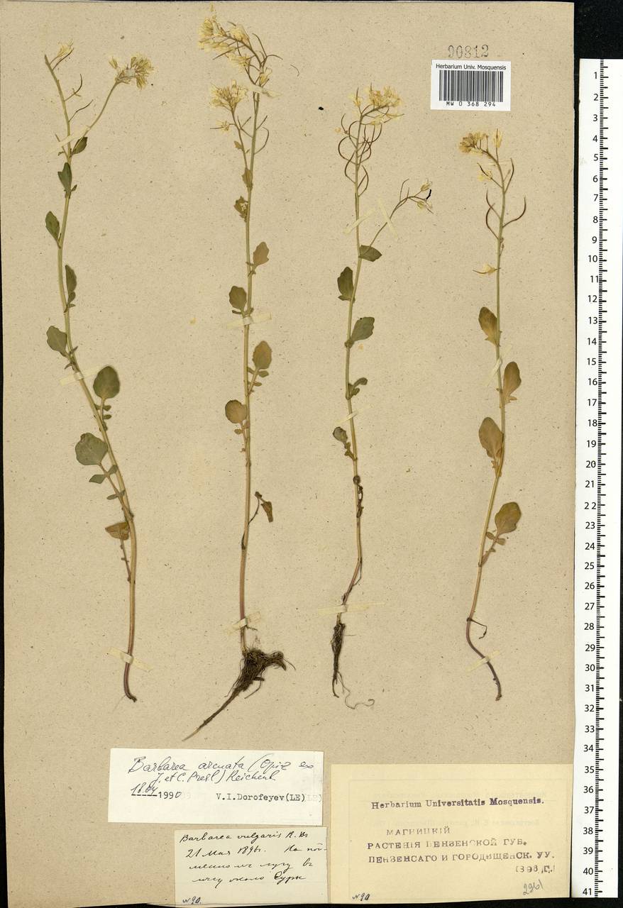 Barbarea vulgaris W.T.Aiton, Eastern Europe, Middle Volga region (E8) (Russia)