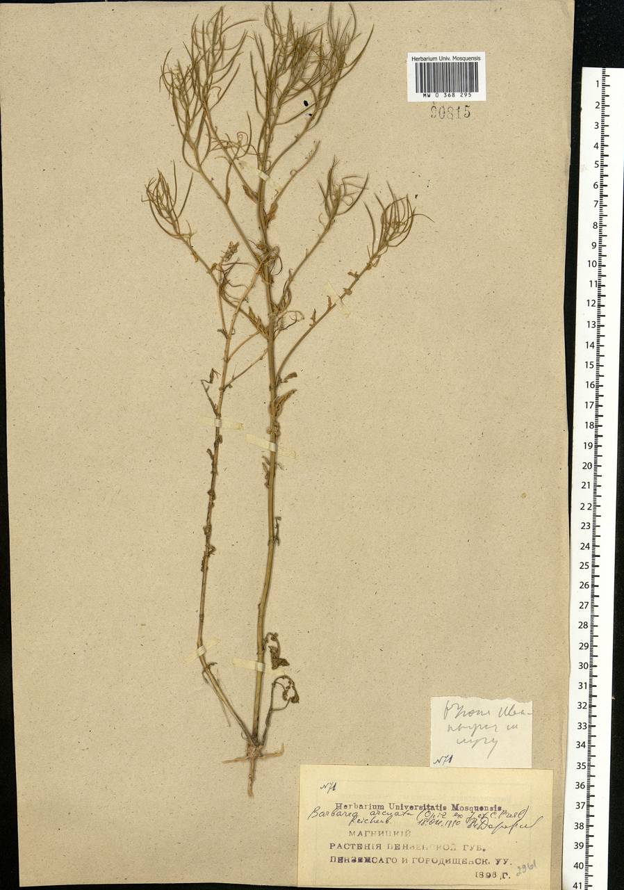 Barbarea vulgaris (L.) W.T. Aiton, Eastern Europe, Middle Volga region (E8) (Russia)