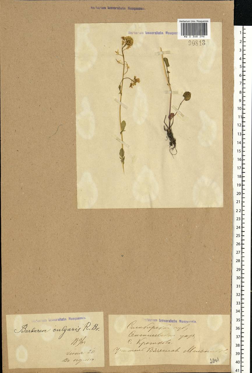 Barbarea vulgaris W. T. Aiton, Eastern Europe, Middle Volga region (E8) (Russia)