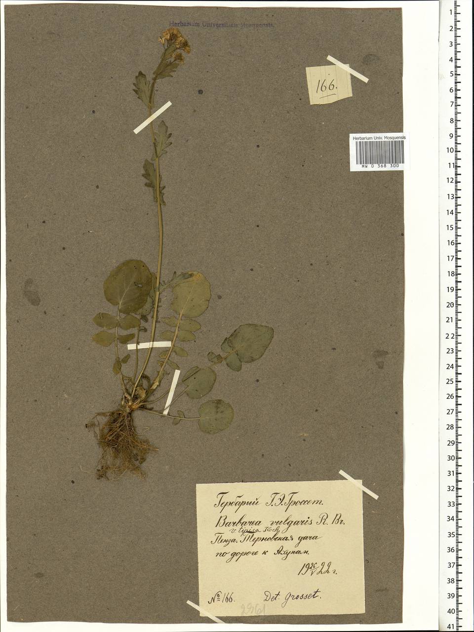 Barbarea vulgaris W.T.Aiton, Eastern Europe, Middle Volga region (E8) (Russia)