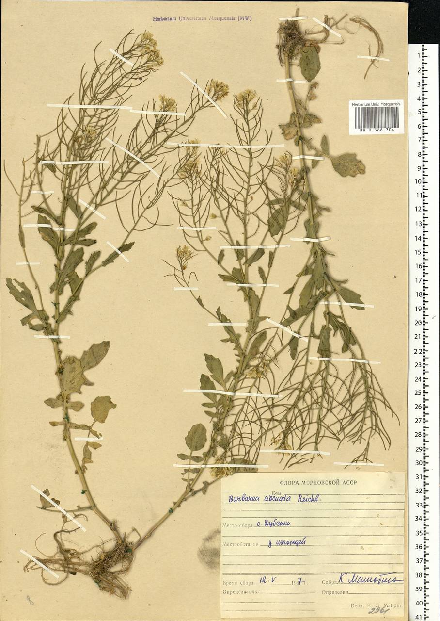 Barbarea vulgaris W. T. Aiton, Eastern Europe, Middle Volga region (E8) (Russia)