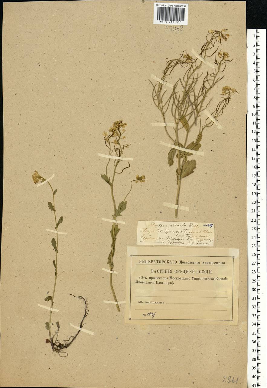 Barbarea vulgaris (L.) W.T. Aiton, Eastern Europe, Middle Volga region (E8) (Russia)