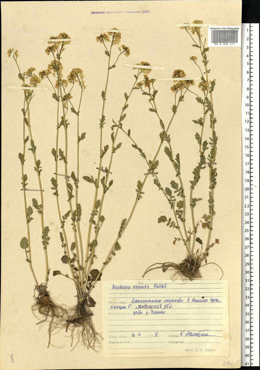 Barbarea vulgaris W.T.Aiton, Eastern Europe, Middle Volga region (E8) (Russia)