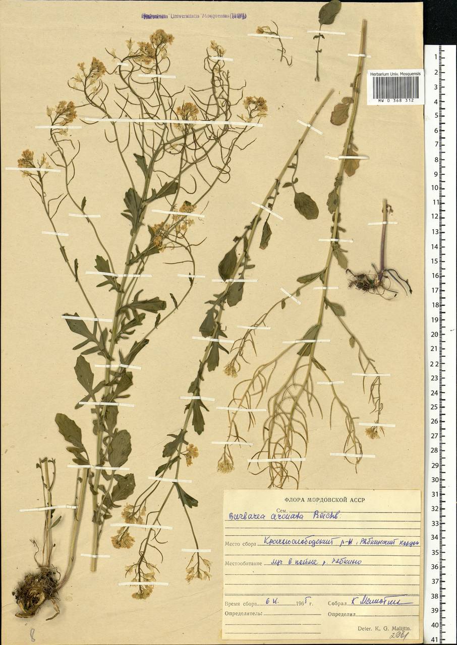Barbarea vulgaris W. T. Aiton, Eastern Europe, Middle Volga region (E8) (Russia)