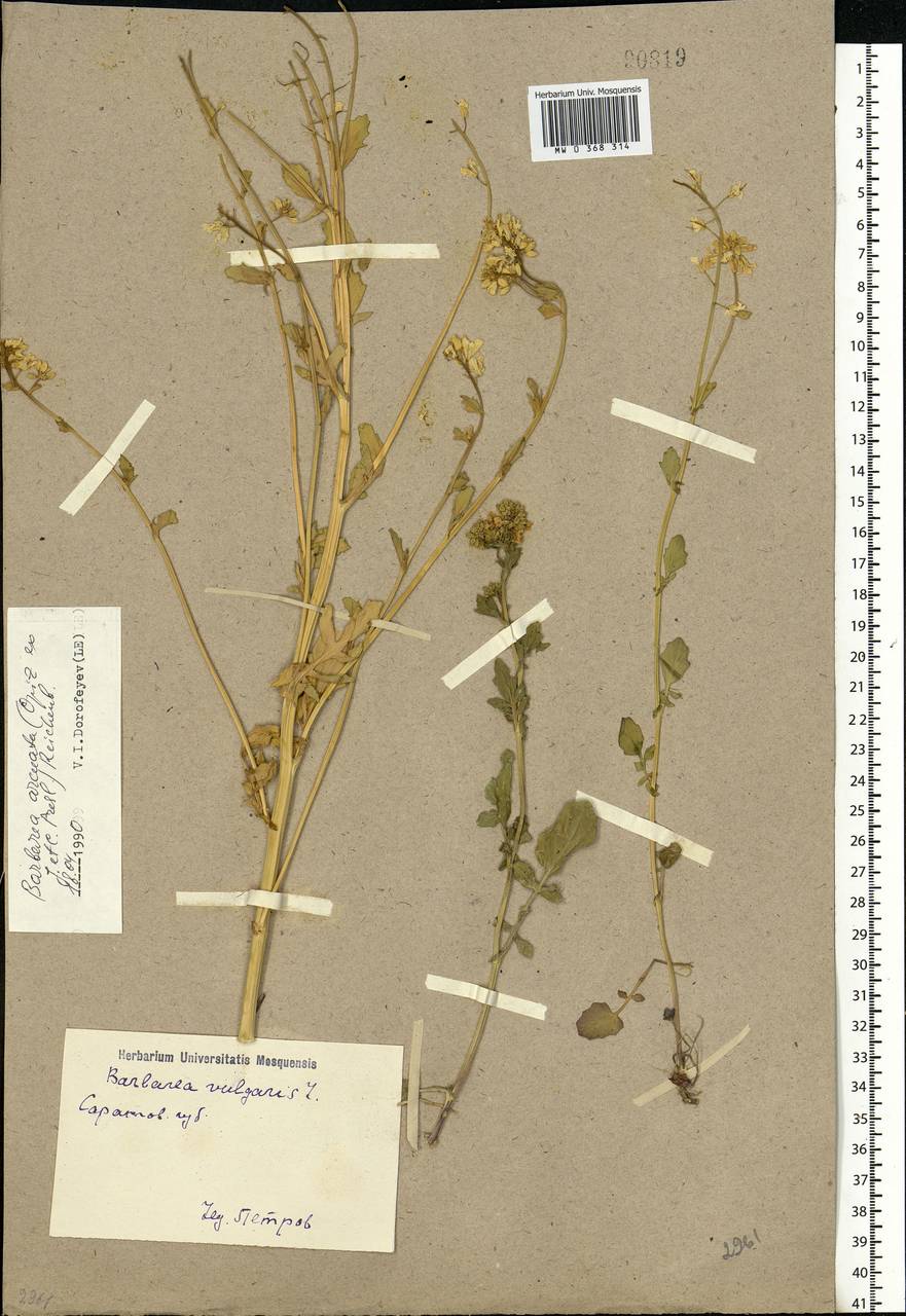 Barbarea vulgaris (L.) W.T.Aiton, Eastern Europe, Lower Volga region (E9) (Russia)