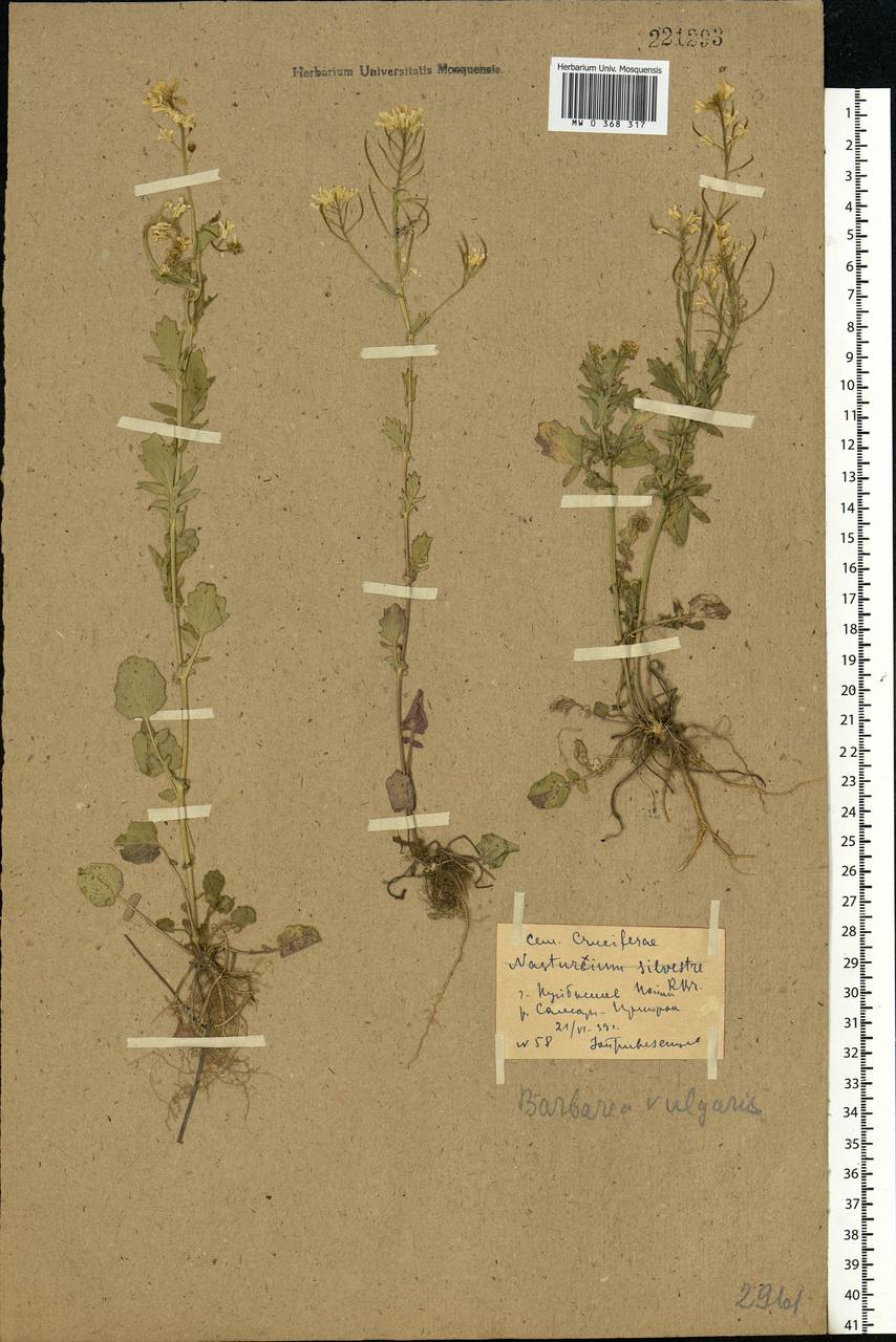 Barbarea vulgaris W. T. Aiton, Eastern Europe, Middle Volga region (E8) (Russia)