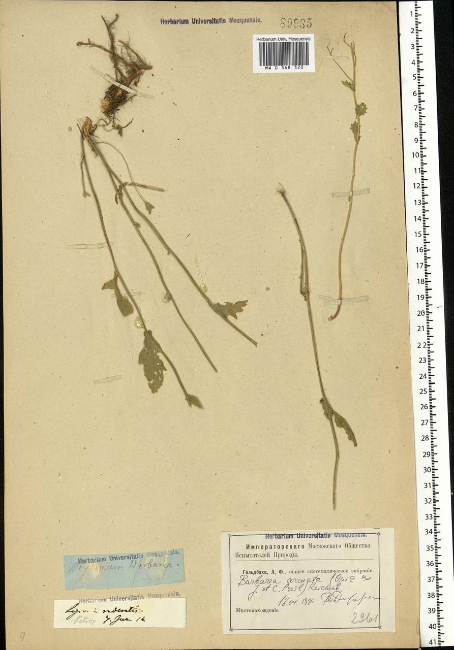 Barbarea vulgaris W.T.Aiton, Eastern Europe, North-Western region (E2) (Russia)