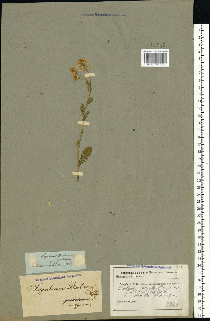 Barbarea vulgaris W. T. Aiton, Eastern Europe, Lower Volga region (E9) (Russia)