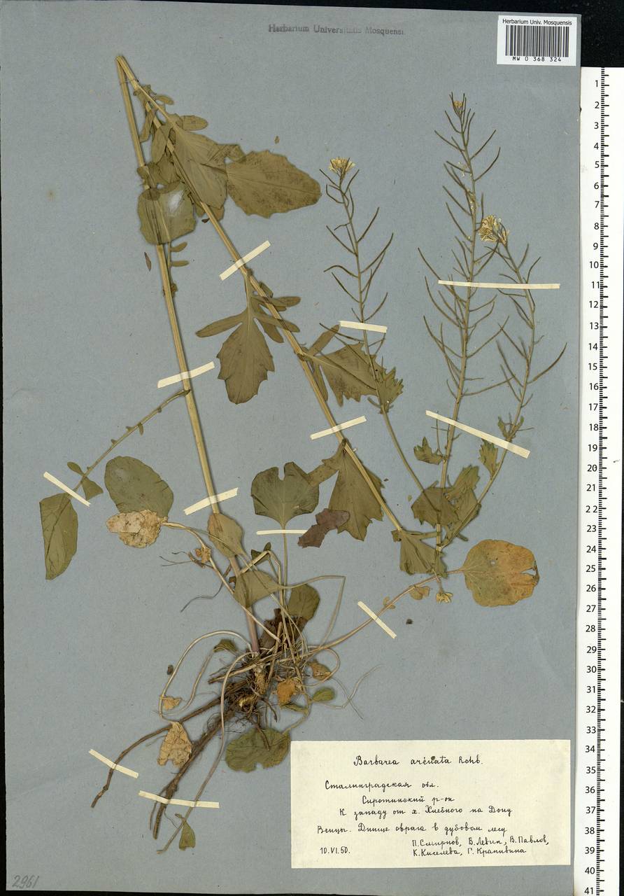 Barbarea vulgaris (L.) W.T. Aiton, Eastern Europe, Lower Volga region (E9) (Russia)