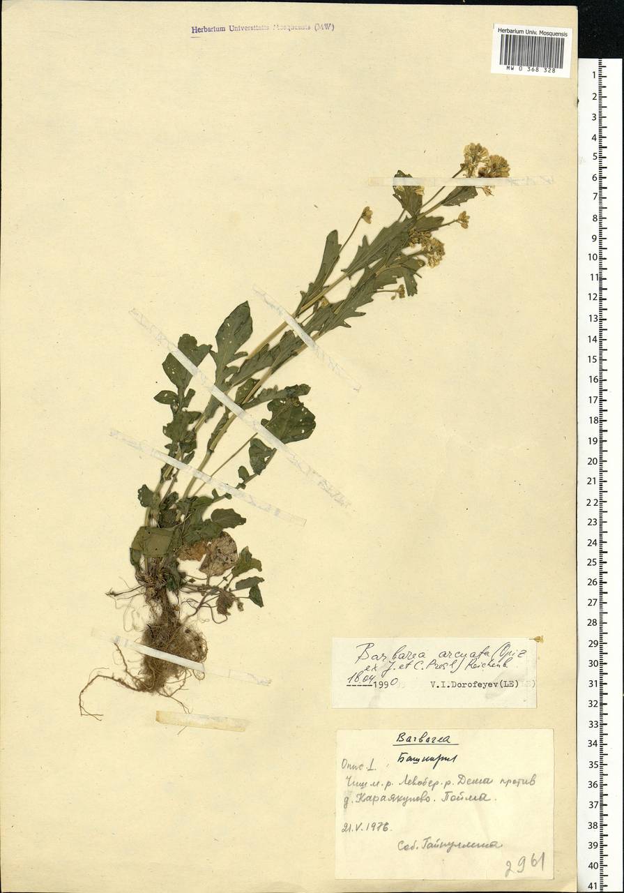 Barbarea vulgaris W.T.Aiton, Eastern Europe, Eastern region (E10) (Russia)