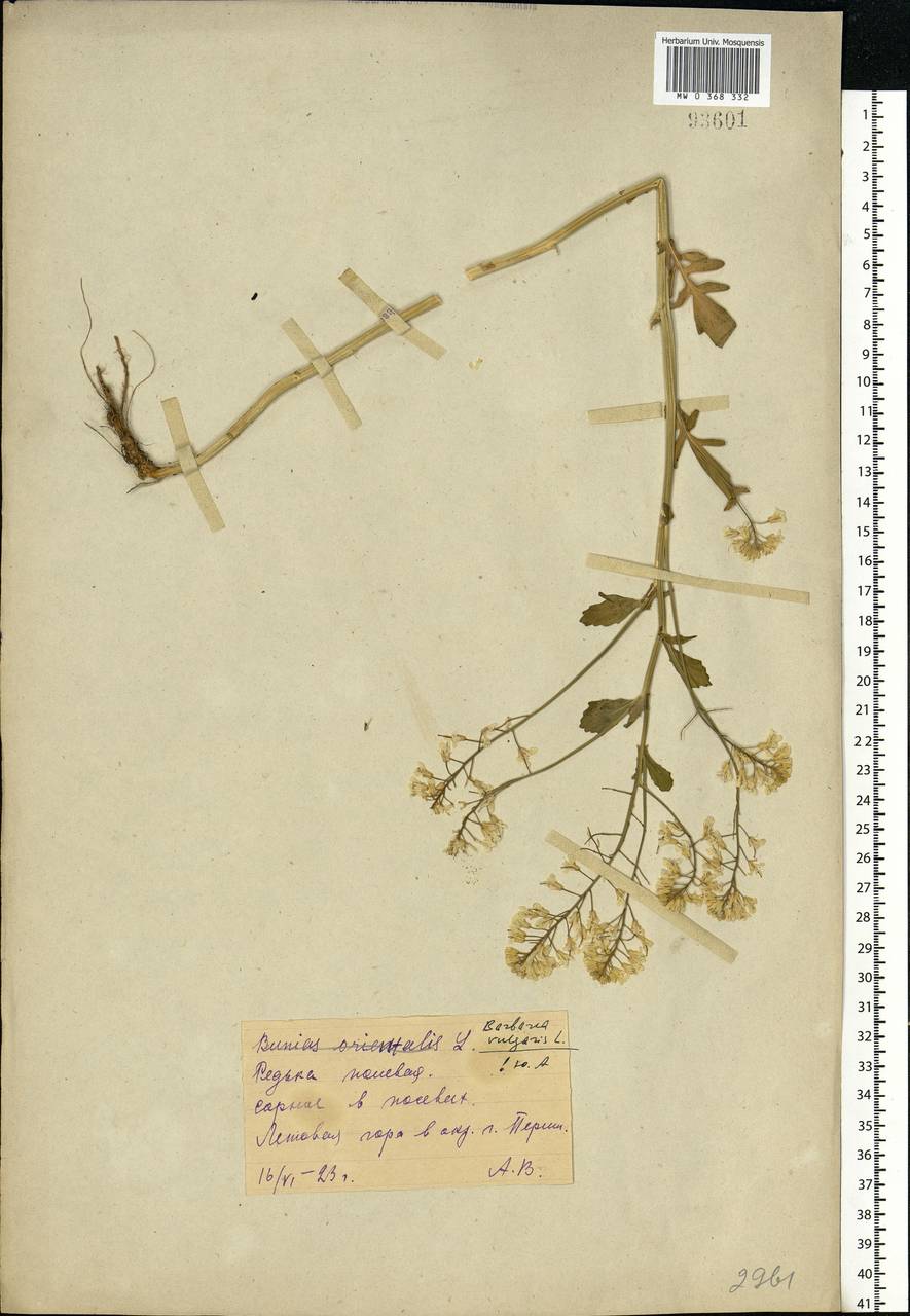 Barbarea vulgaris W.T.Aiton, Eastern Europe, Eastern region (E10) (Russia)