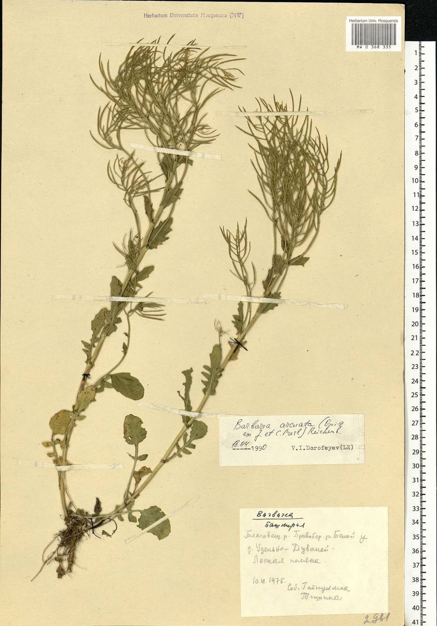 Barbarea vulgaris W. T. Aiton, Eastern Europe, Eastern region (E10) (Russia)