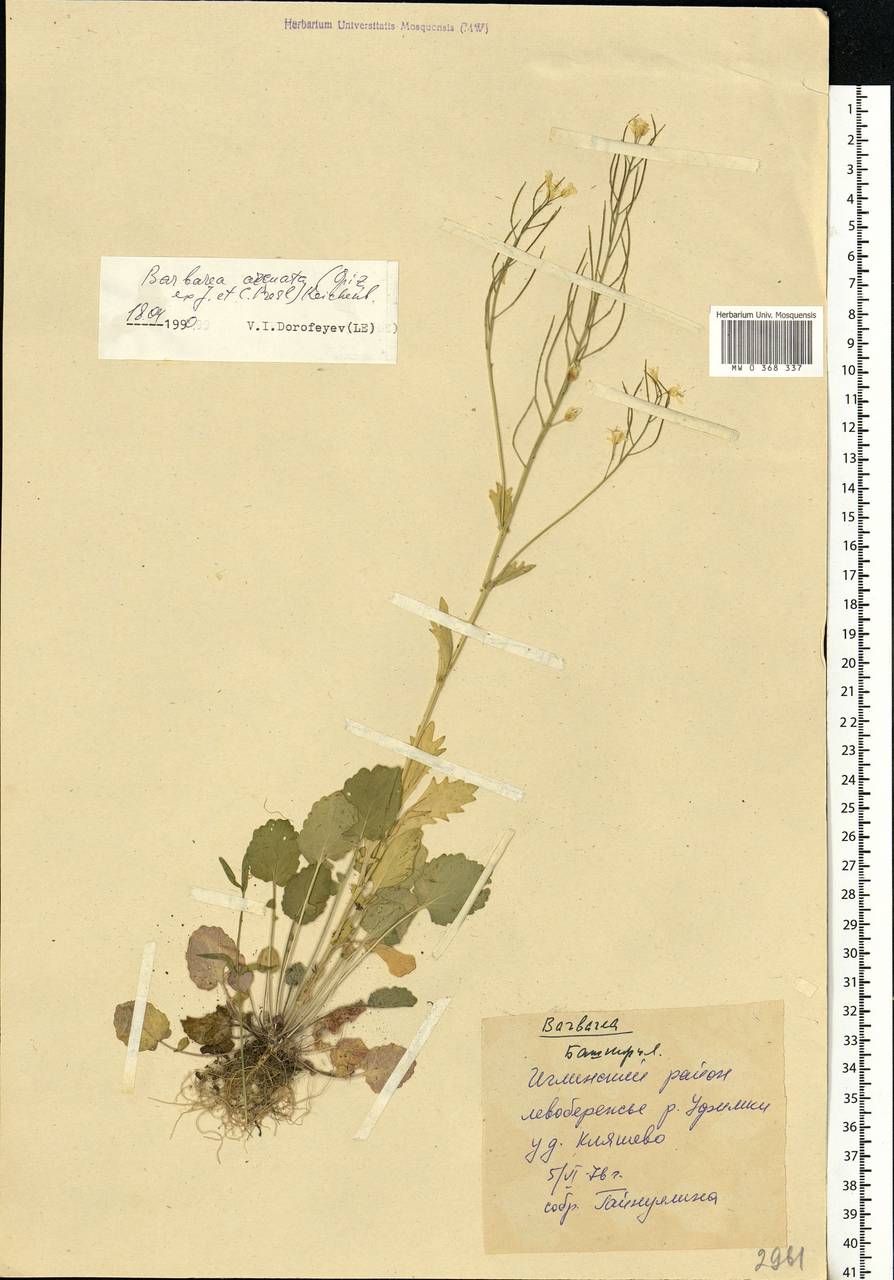 Barbarea vulgaris (L.) W.T. Aiton, Eastern Europe, Eastern region (E10) (Russia)