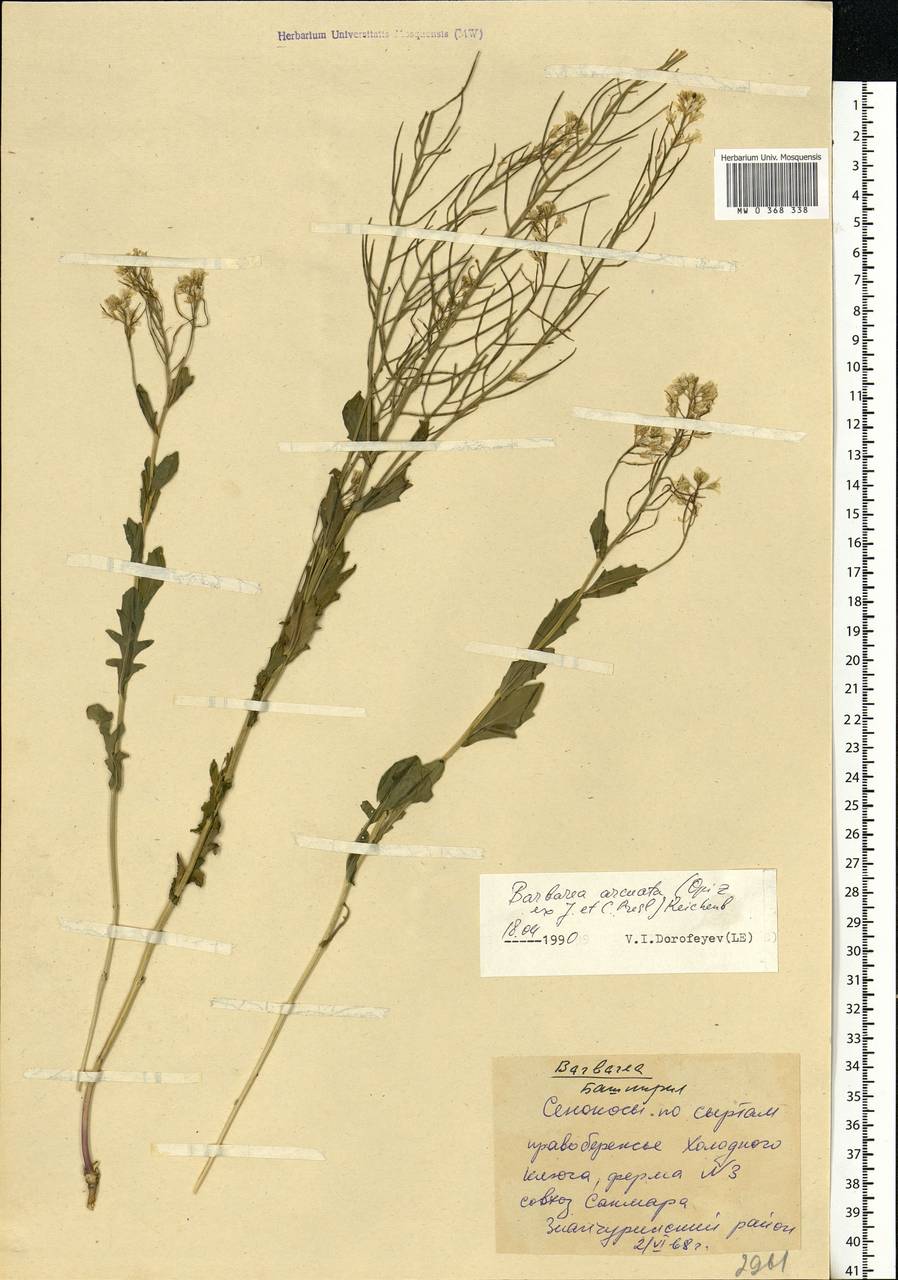 Barbarea vulgaris W.T.Aiton, Eastern Europe, Eastern region (E10) (Russia)