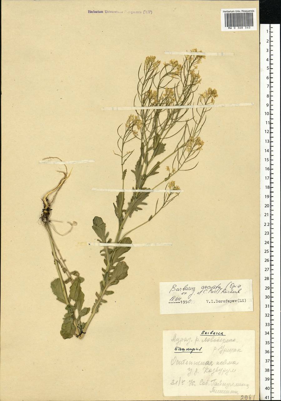 Barbarea vulgaris W. T. Aiton, Eastern Europe, Eastern region (E10) (Russia)