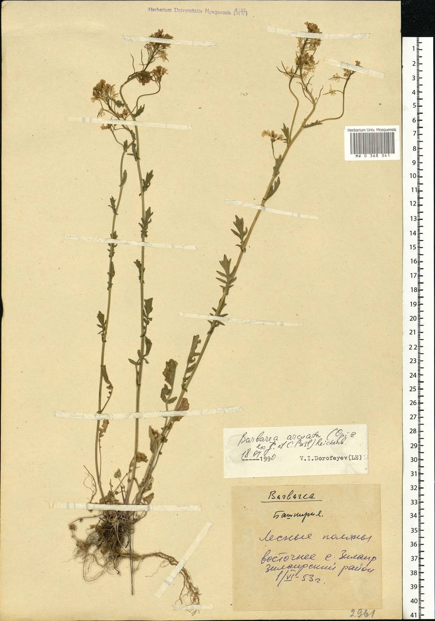 Barbarea vulgaris W.T.Aiton, Eastern Europe, Eastern region (E10) (Russia)