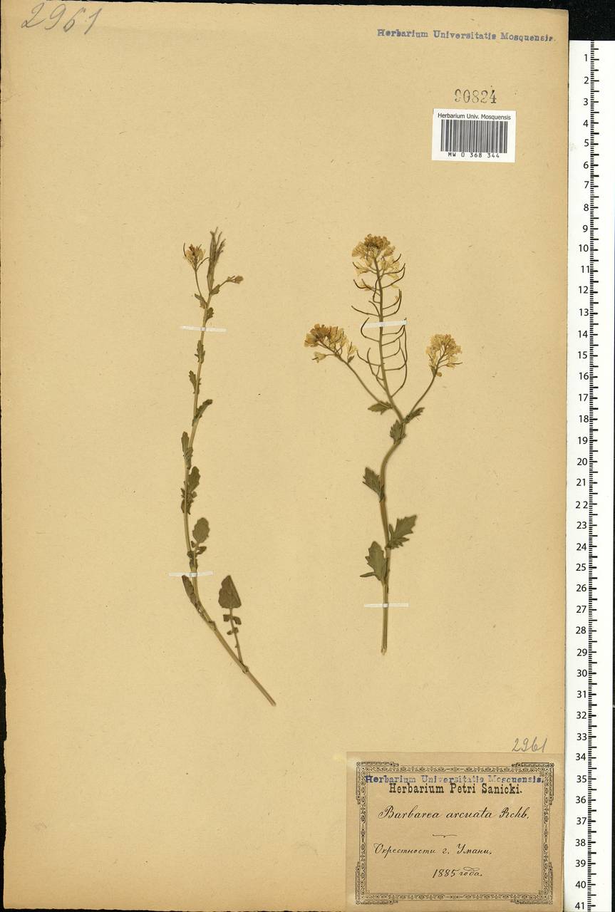 Barbarea vulgaris (L.) W.T. Aiton, Eastern Europe, North Ukrainian region (E11) (Ukraine)