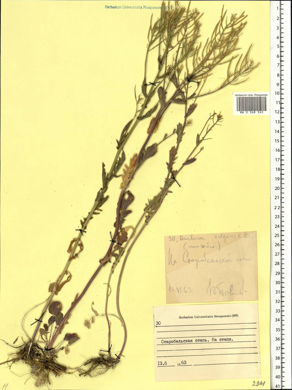 Barbarea vulgaris (L.) W.T. Aiton, Eastern Europe, North Ukrainian region (E11) (Ukraine)
