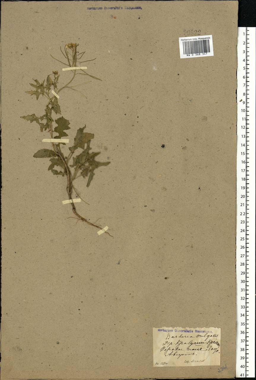 Barbarea vulgaris W.T.Aiton, Eastern Europe, North Ukrainian region (E11) (Ukraine)
