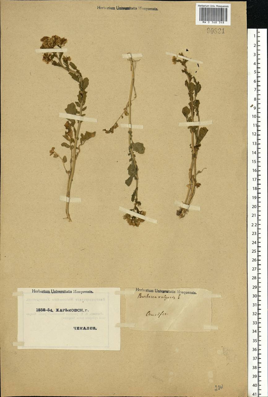 Barbarea vulgaris W.T.Aiton, Eastern Europe, North Ukrainian region (E11) (Ukraine)