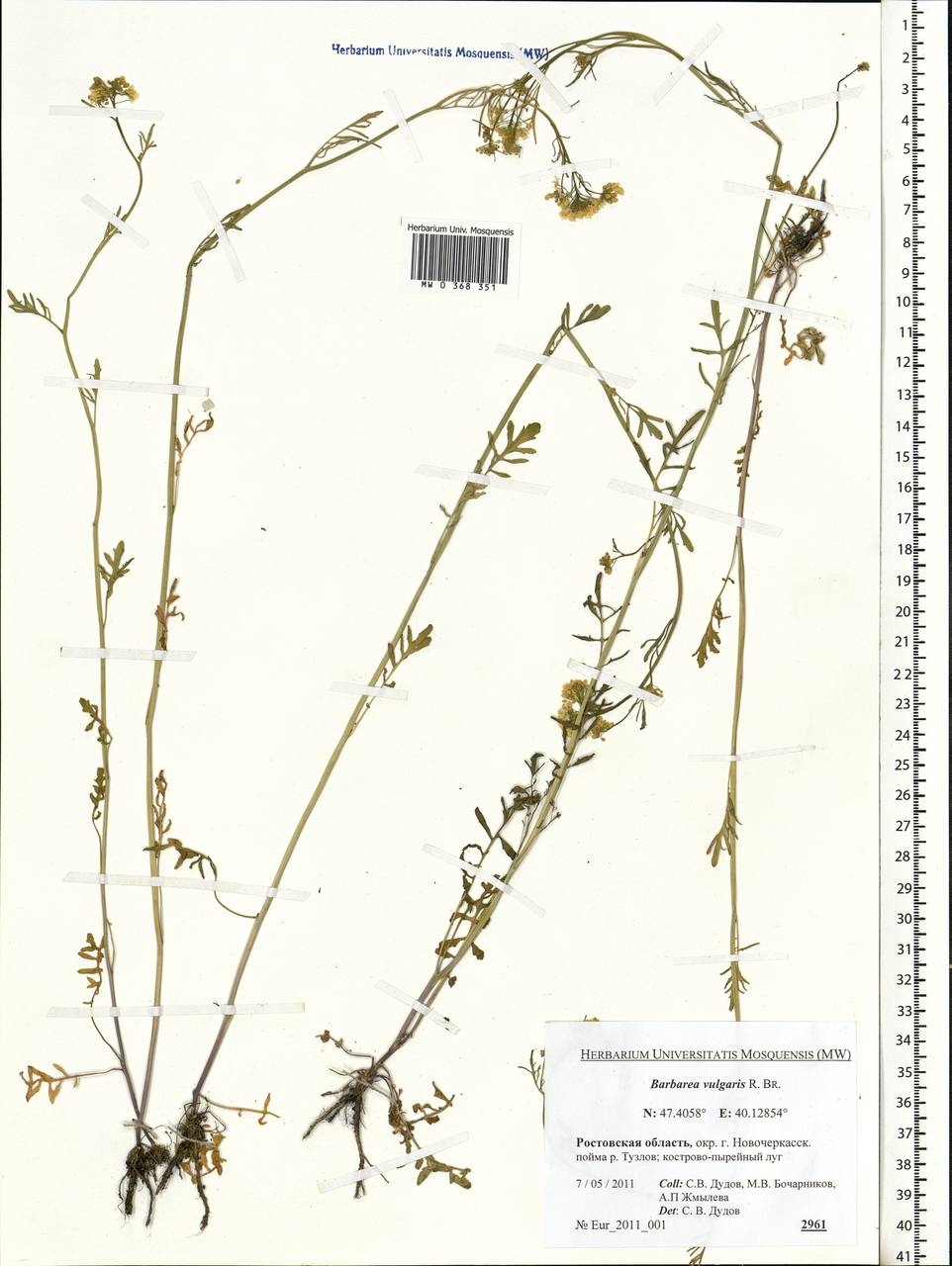 Barbarea vulgaris (L.) W.T. Aiton, Eastern Europe, Rostov Oblast (E12a) (Russia)