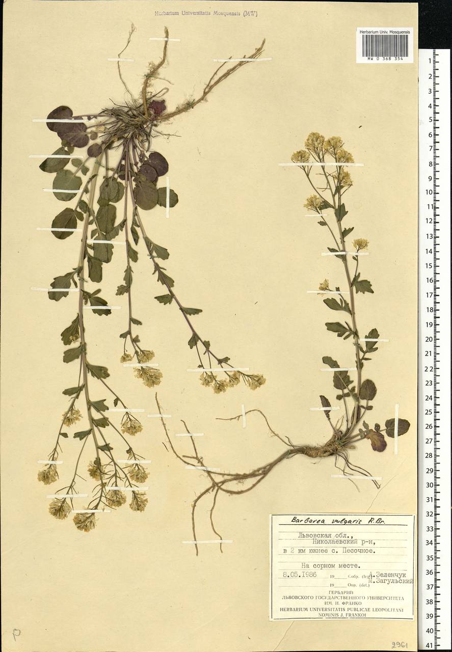 Barbarea vulgaris (L.) W.T. Aiton, Eastern Europe, West Ukrainian region (E13) (Ukraine)