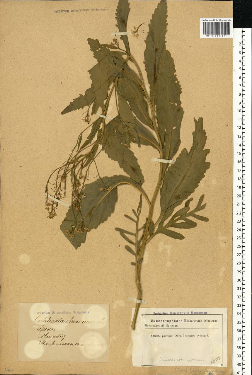 Armoracia rusticana G. Gaertn., B. Mey. & Scherb., Eastern Europe, Latvia (E2b) (Latvia)
