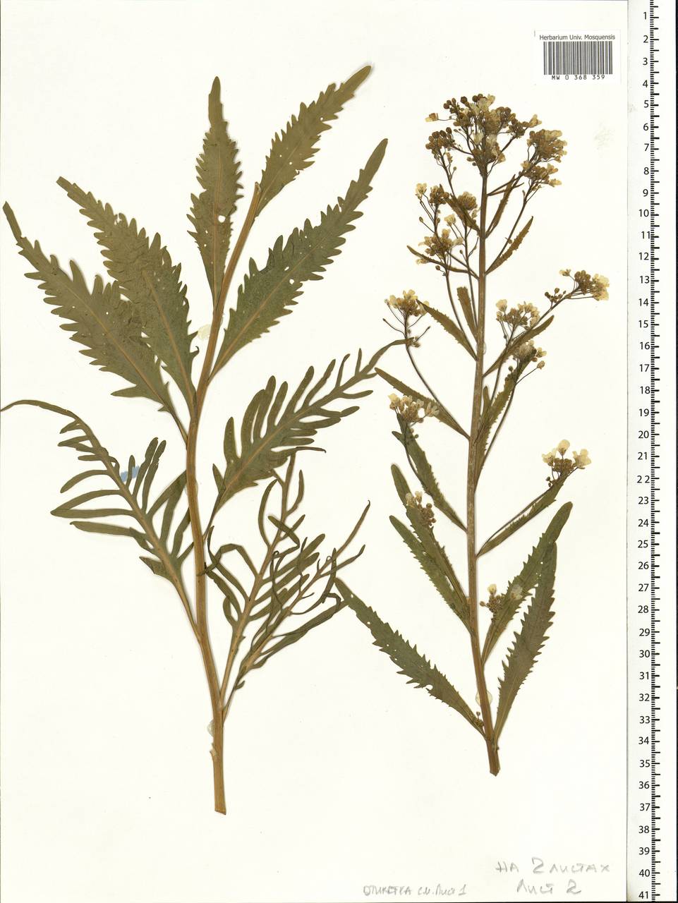 Armoracia rusticana P.Gaertn., B.Mey. & Scherb., Eastern Europe, Estonia (E2c) (Estonia)
