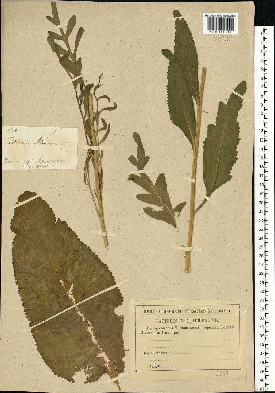 Armoracia rusticana G. Gaertn., B. Mey. & Scherb., Eastern Europe, North-Western region (E2) (Russia)