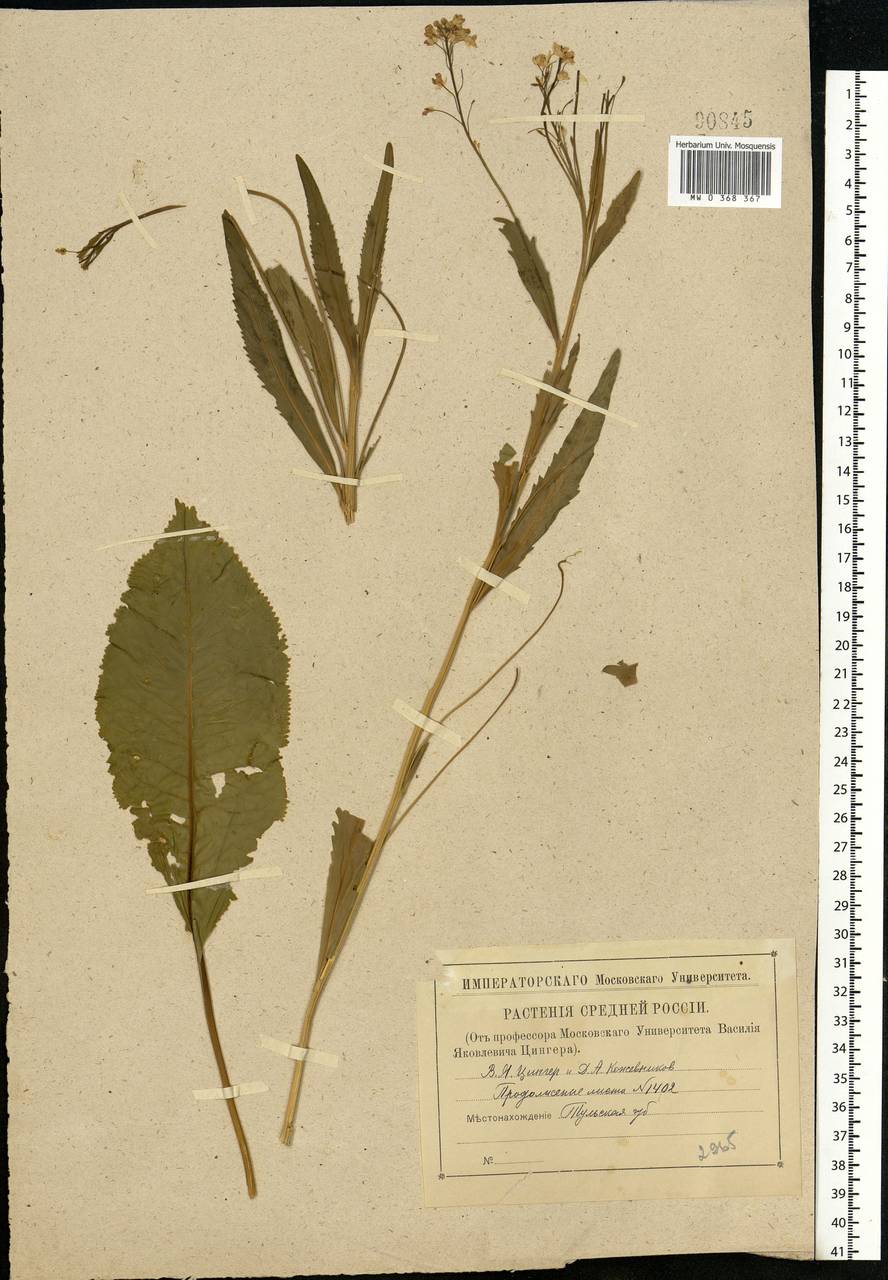 Armoracia rusticana G.Gaertn., B.Mey. & Scherb., Eastern Europe, Central region (E4) (Russia)