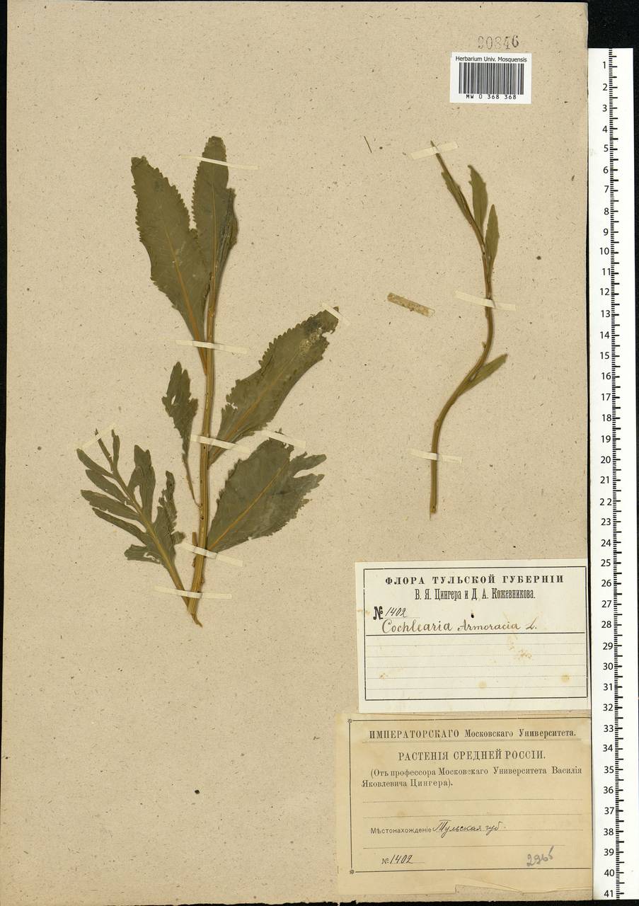 Armoracia rusticana G.Gaertn., B.Mey. & Scherb., Eastern Europe, Central region (E4) (Russia)