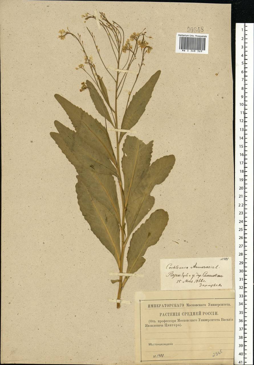 Armoracia rusticana G.Gaertn., B.Mey. & Scherb., Eastern Europe, Central region (E4) (Russia)