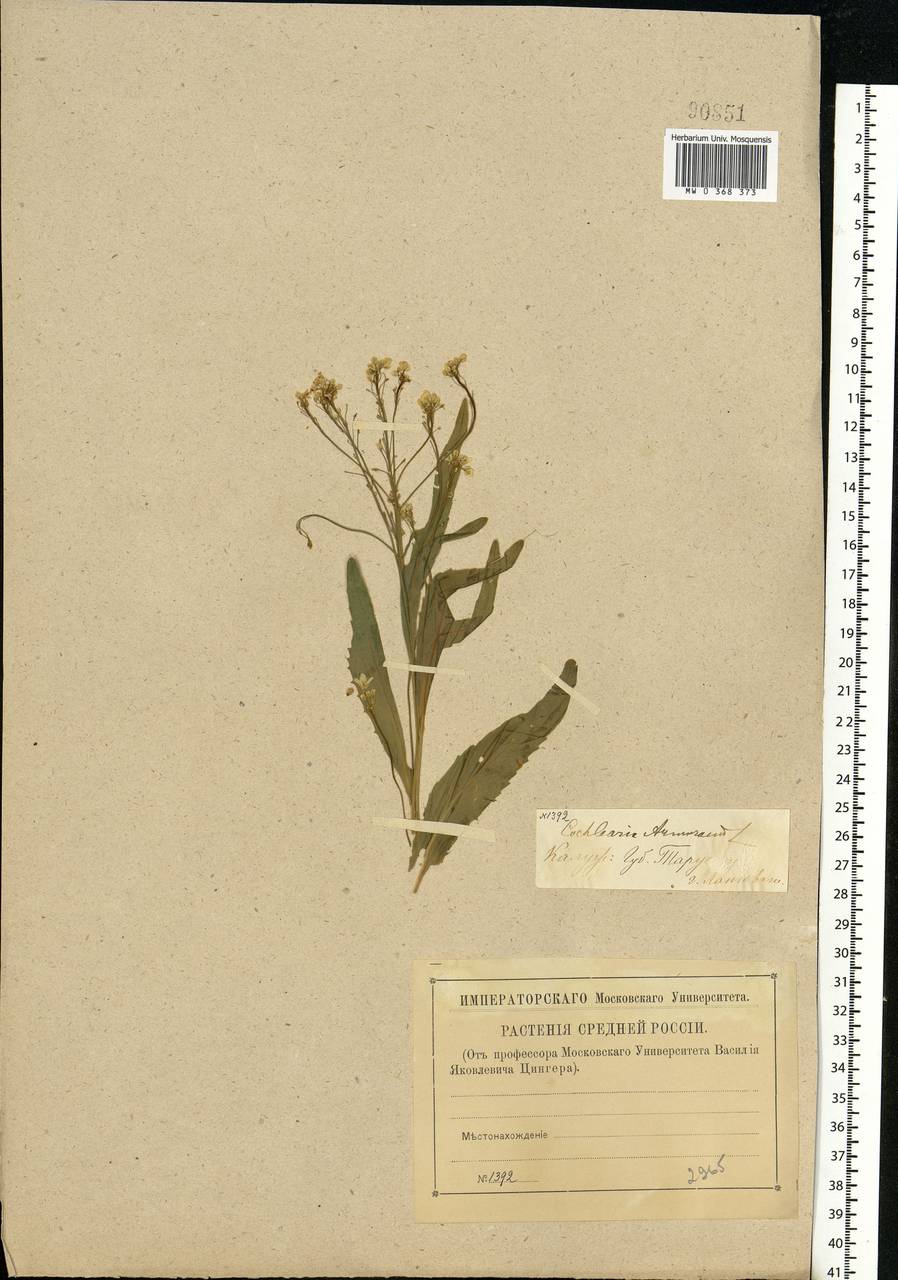 Armoracia rusticana P. Gaertn., B. Mey. & Scherb., Eastern Europe, Central region (E4) (Russia)