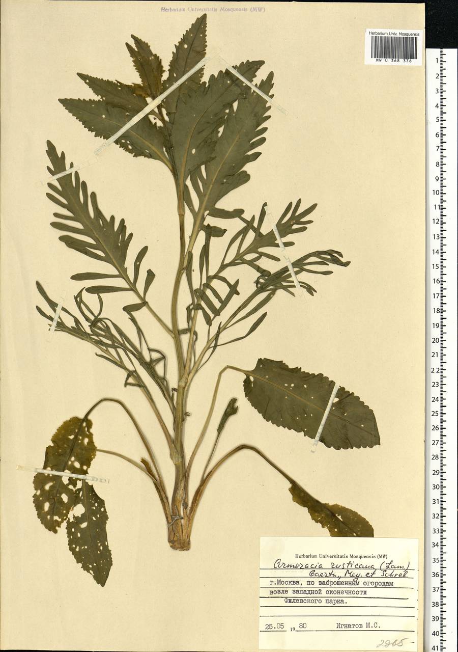 Armoracia rusticana P. Gaertn., B. Mey. & Scherb., Eastern Europe, Moscow region (E4a) (Russia)