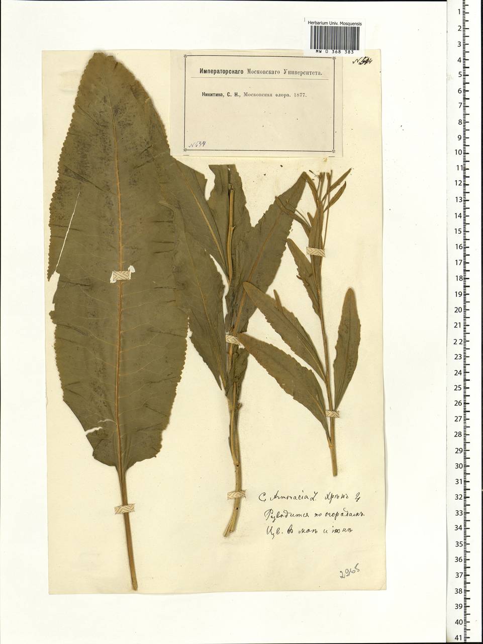 Armoracia rusticana G.Gaertn., B.Mey. & Scherb., Eastern Europe, Moscow region (E4a) (Russia)