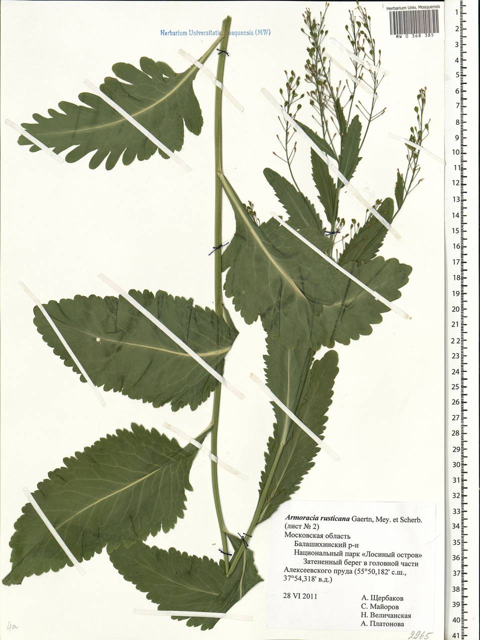 Armoracia rusticana G. Gaertn., B. Mey. & Scherb., Eastern Europe, Moscow region (E4a) (Russia)