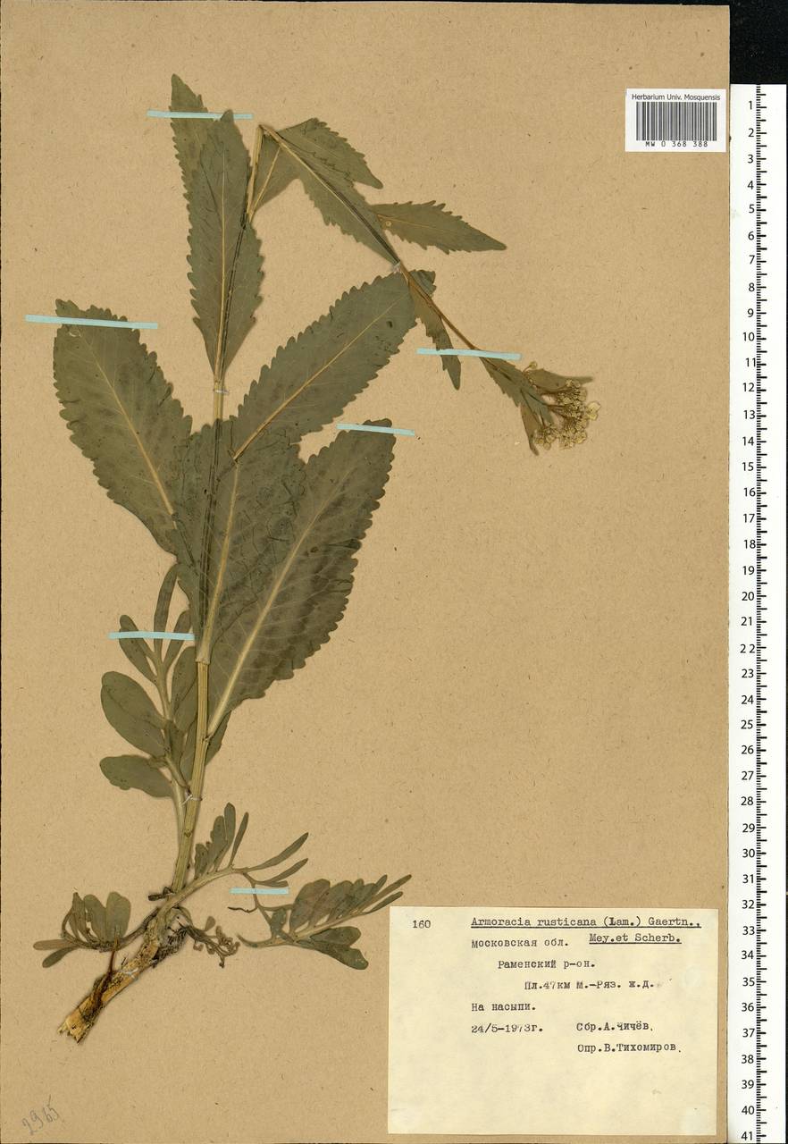 Armoracia rusticana G.Gaertn., B.Mey. & Scherb., Eastern Europe, Moscow region (E4a) (Russia)