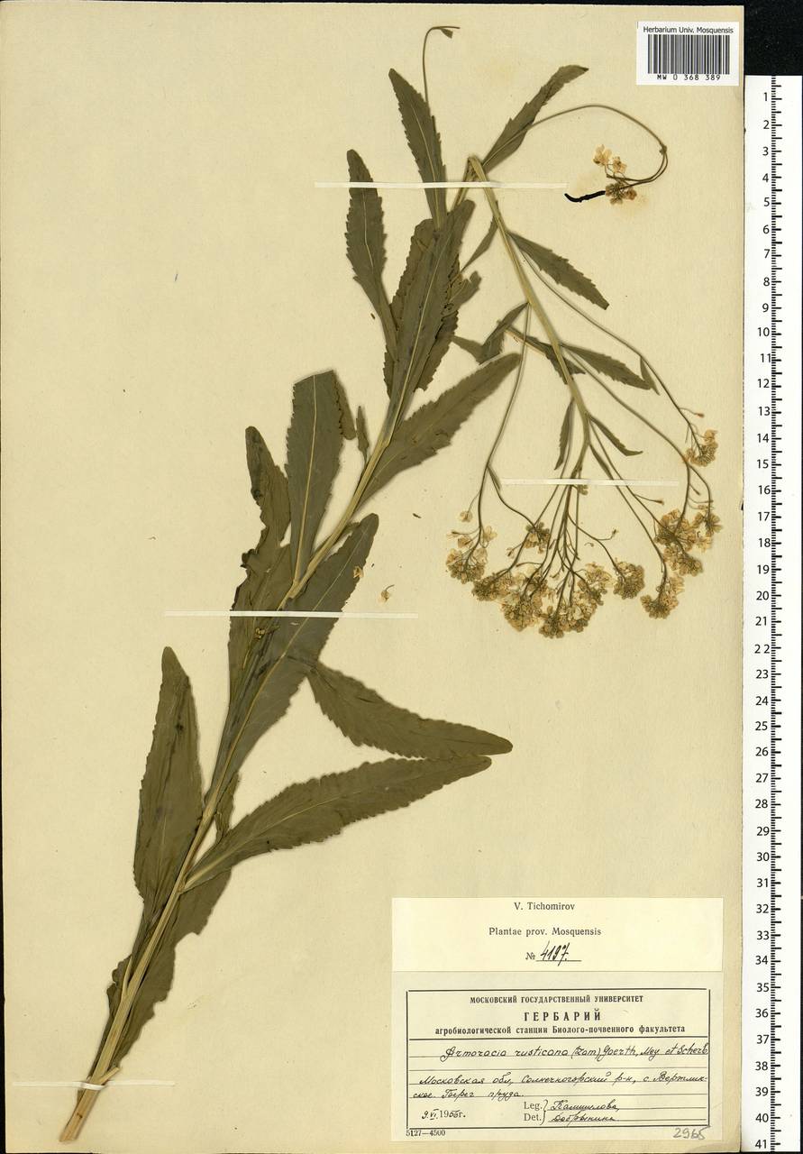 Armoracia rusticana G.Gaertn., B.Mey. & Scherb., Eastern Europe, Moscow region (E4a) (Russia)