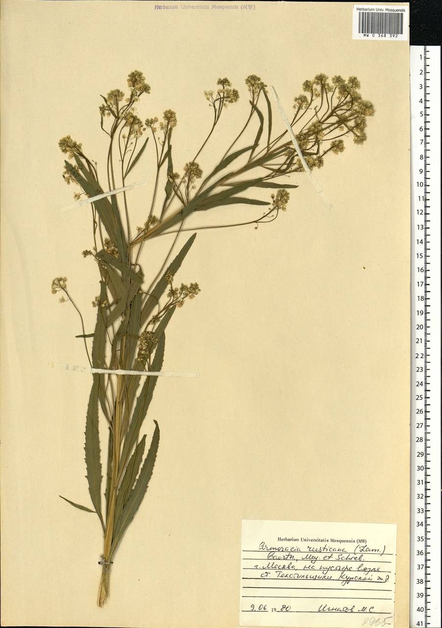 Armoracia rusticana G. Gaertn., B. Mey. & Scherb., Eastern Europe, Moscow region (E4a) (Russia)