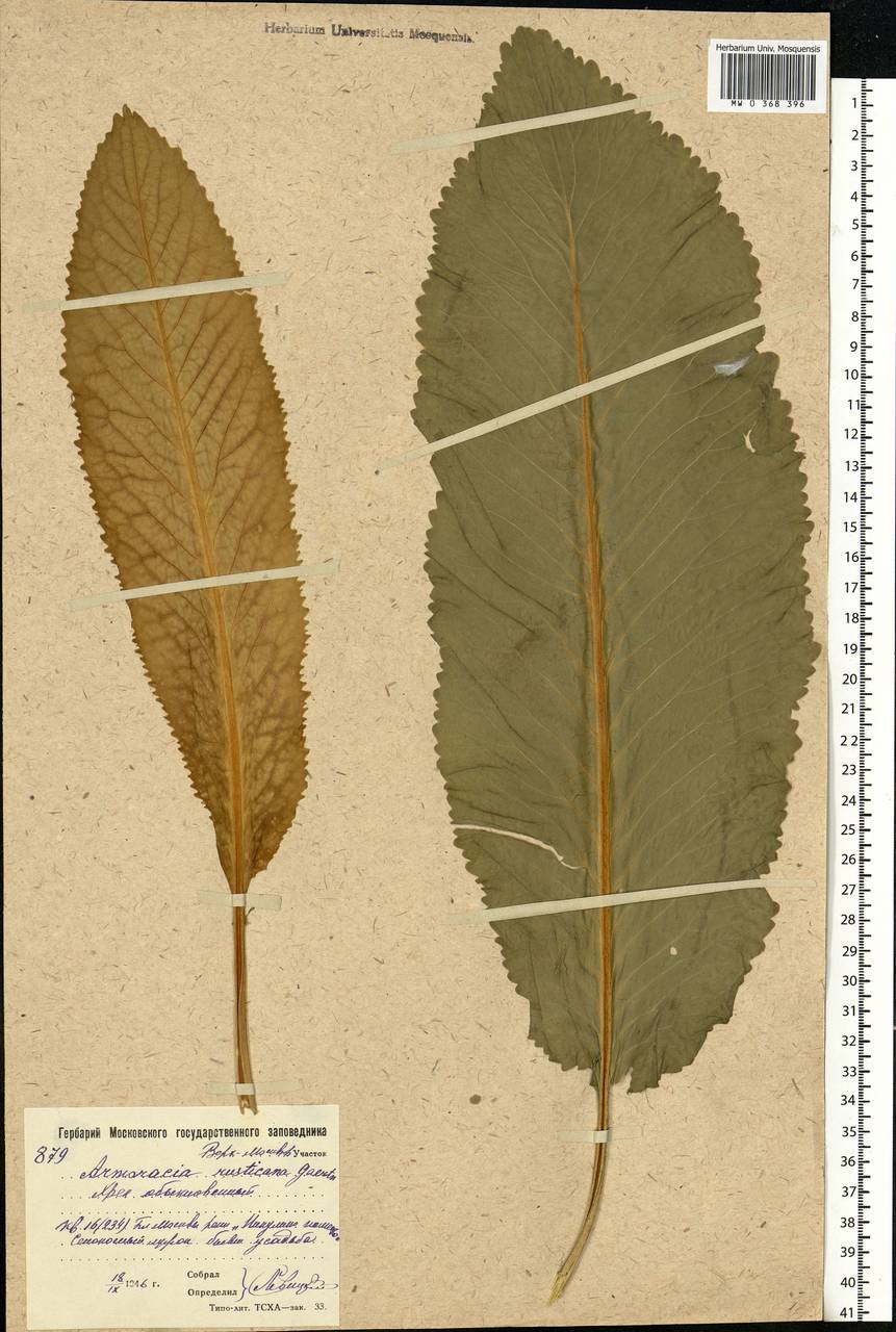 Armoracia rusticana G.Gaertn., B.Mey. & Scherb., Eastern Europe, Moscow region (E4a) (Russia)