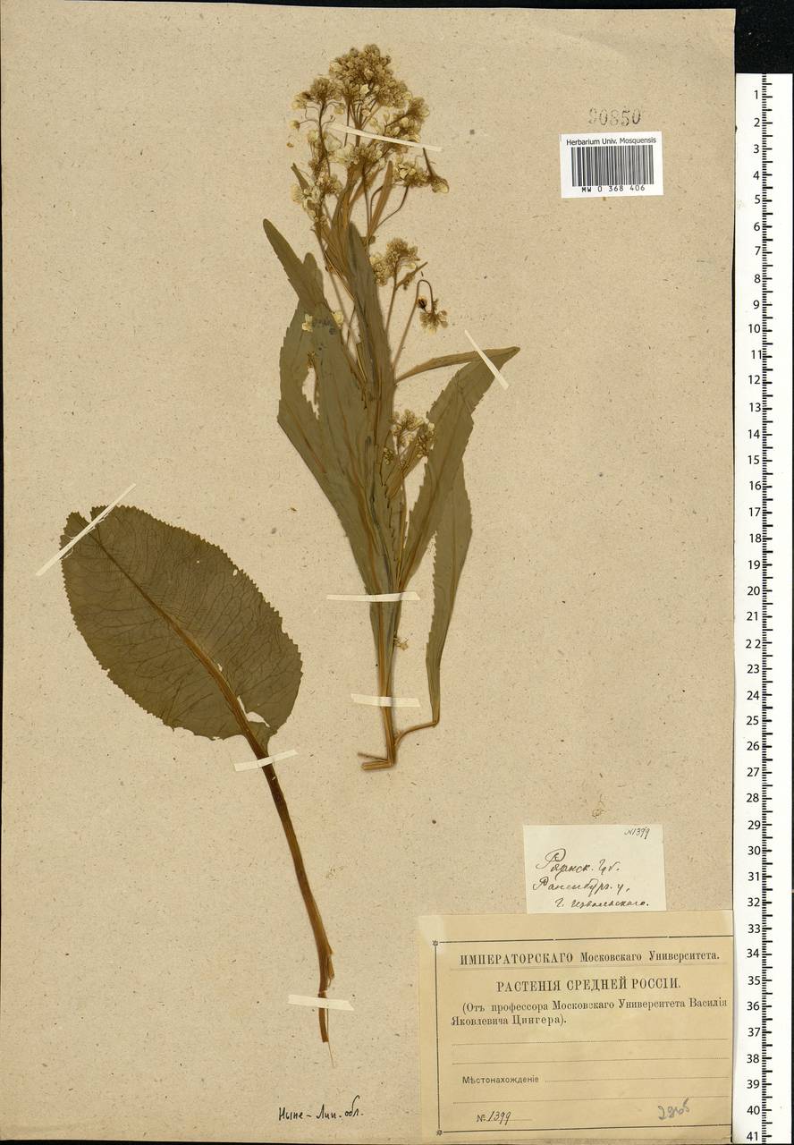Armoracia rusticana G. Gaertn., B. Mey. & Scherb., Eastern Europe, Central forest-and-steppe region (E6) (Russia)