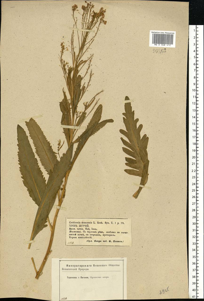 Armoracia rusticana G.Gaertn., B.Mey. & Scherb., Eastern Europe, Central forest-and-steppe region (E6) (Russia)